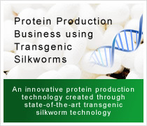 Protein Production Business using Transgenic Silkworms