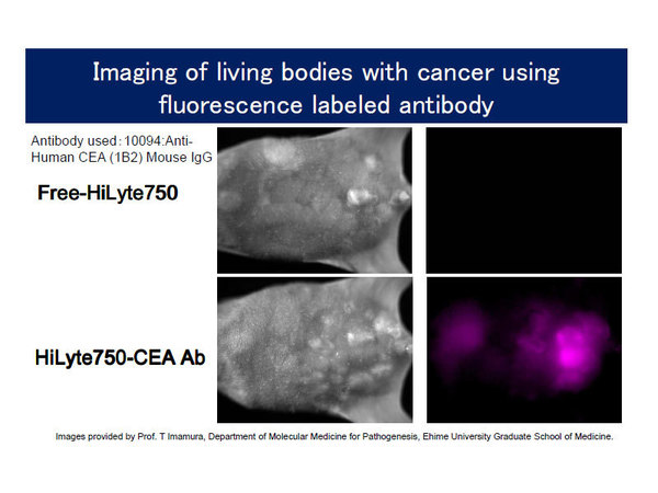 Imaging of living bodies with cancer using fluorescence labeled antibody / Image provided by Prof. T Imamura, Department of Molecular Medicine for Pathogenesis, Ehime University Graduate School of Medicine.