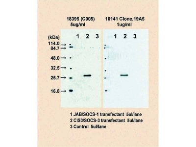 #10141 Anti-Human CIS3/SOCS-3 (19A5) Mouse IgG MoAb