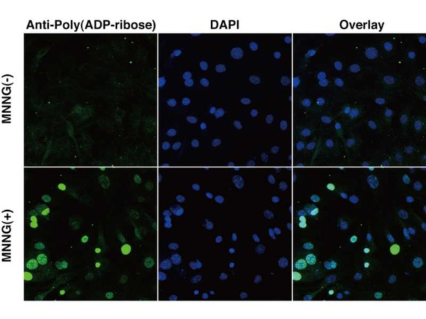 Sample: Mouse Embryonic Fibroblast Cells. MNNG; N-Methyl-N'-nitro-N-nitrosoguanidine(+): 500mM MNNG treatment for 10min