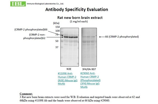 CRMP-2 antibody (W.B.) Test Data