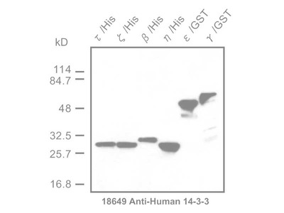 #18649 Anti-Human 14-3-3 Protein Rabbit IgG Affinity Purify