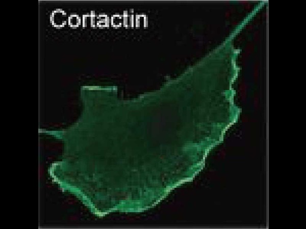 HUVEC Cell, Anti-Cortactin (Upstate)