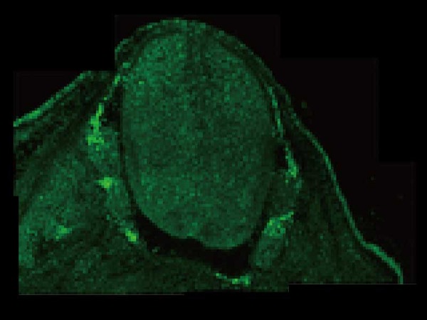 Sample: Mouse embryonic spinal cord to ventral root 写真提供:　山内淳司博士、国立成育医療研究センター研究所 薬剤治療研究部
