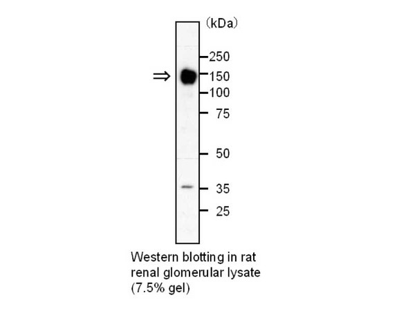 rat renal glomerular lysate (7.5% gel)
