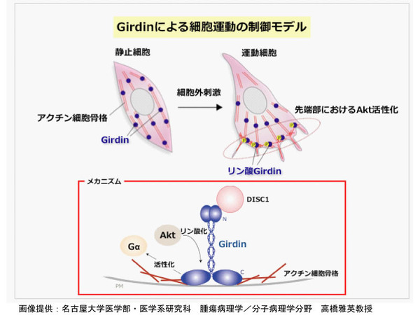 Girdinによる細胞運動の制御モデル　画像提供：　名古屋大学医学部・医学系研究 科　腫瘍病理学／分子病理学分野　高橋雅英教授