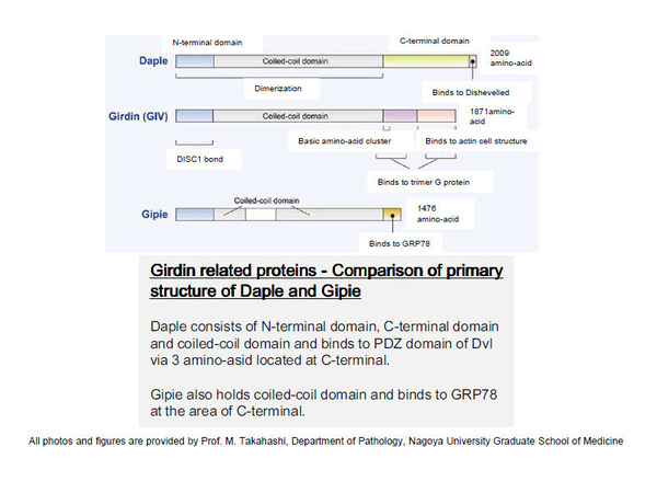 Girdin related proteins - Comparison of primary structure of Daple and Gipie Photo is provided by Prof. M. Takahashi, Department of Pathology, Nagoya University Graduate School of Medicine