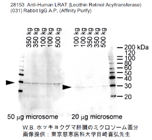 W.B. ホッキョクグマ肝臓のミクロソーム画分 画像提供：東京慈恵医科大学目崎喜弘先生
