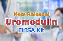 Human Uromodulin ELISA Kit　新発売！