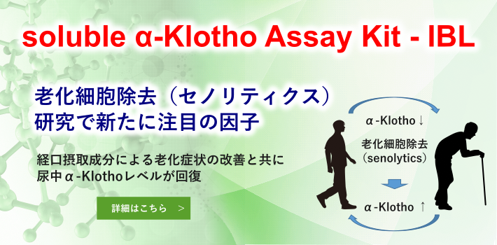 α-Klothoとセノリティクス(老化細胞除去)