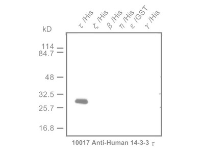 #10017 Anti-Human 14-3-3 τ Protein (33A) Mouse IgG MoAb