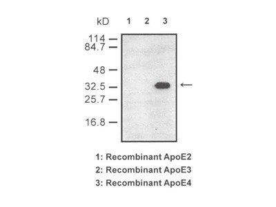 #10025 Anti-HumanApoE4 (5B5) Mouse IgG MoAb