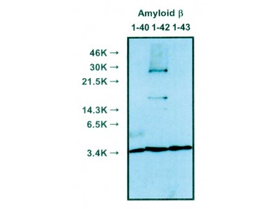 #10027 Anti-Human Amyloidβ (11-28) (12B2) Mouse IgG MoAb