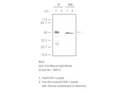 #10031 Anti-Tob (4B1) Mouse IgG MoAb