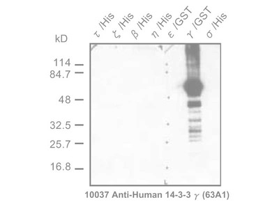 #10037 Anti-Human 14-3-3 γ (63A1) Mouse IgG MoAb