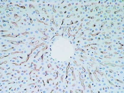 #10078 Anti-Rat Hepatic Sinusoidal Endothelial Cells (SE-1) Mouse IgG MoAb