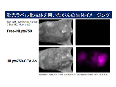 #10094 Anti-Human CEA (1B2) Mouse IgG MoAb