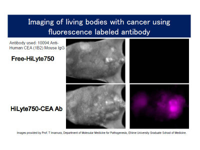 #10094 Anti-Human CEA (1B2) Mouse IgG MoAb