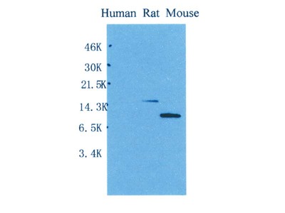 #10121 Anti-Rat MCP-1 (MB10) Mouse IgG MoAb