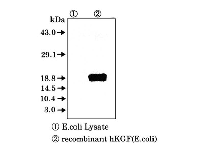 #10133 Anti-Human KGF (8A4) Mouse IgG MoAb