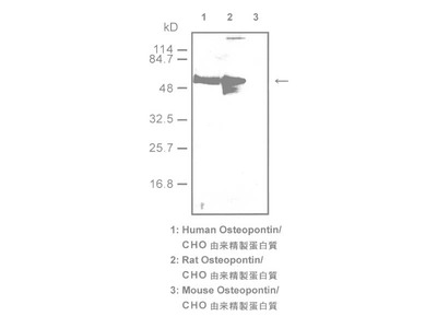 #10191 Anti-Human Osteopontin (1B20) Mouse IgG MoAb