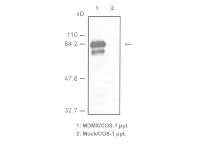 #10201 Anti-Human MDMX (77A1) Mouse IgG MoAb