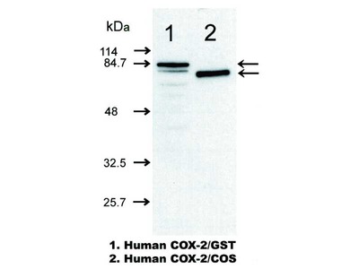 #10211 Anti-Human COX-2 (13H14) Mouse IgG MoAb