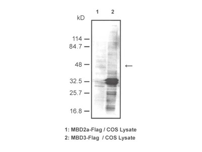 #10281 Anti-Human MBD3 (3A3) Mouse IgG MoAb