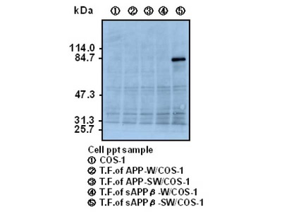 #10321 Anti-Human sAPPβ-sw (6A1) Mouse IgG MoAb