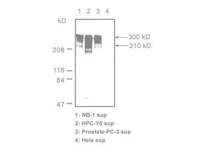 #10335 Anti-Human Tenascin-C (Domain B) (4C8MS) Mouse IgG MoAb