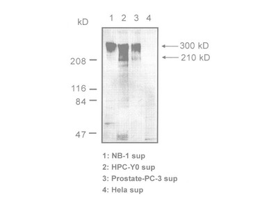 #10337 Anti-Human Tenascin-C (EGF Like Domain) (4F10TT) Mouse IgG MoAb
