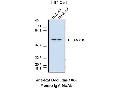 #10345 Anti-Rat Occludin (1A8) Mouse IgM MoAb