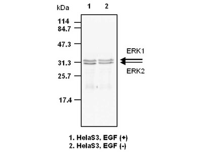 #10359 Anti-Human ERK (Clone 5) Mouse IgG MoAb