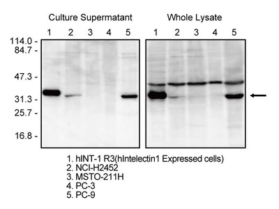 #10383 Anti-Human Intelectin-1 (3G9) Mouse IgG MoAb