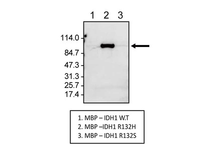 #10389 Anti-Human IDH1 R132H (HMab-1) Mouse IgG MoAb