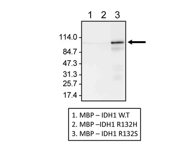 #10391 Anti-Human IDH1 R132S (SMab-1) Mouse IgG MoAb