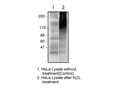 #10407 Anti- Poly (ADP-ribose) (10H) Mouse IgG MoAb