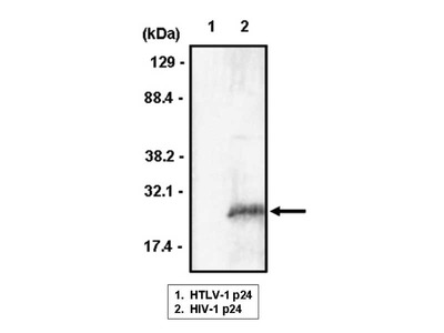 #10901 Anti- HIV-1 p24 (NP-24) Mouse IgG MoAb