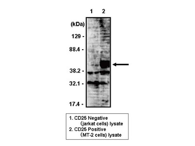 #10907 Anti- CD25 (H-48) Mouse IgG MoAb