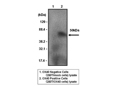 #10909 Anti- CD134/OX40 (B7-B5) Mouse IgG MoAb