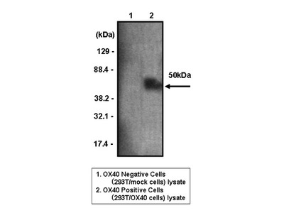 #10913 Anti- CD134/OX40 (B#11) Mouse IgG MoAb