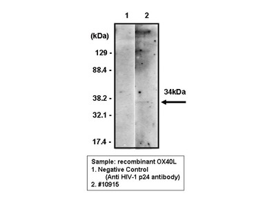 #10915 Anti- CD252/OX40L (TAG34) Mouse IgG MoAb