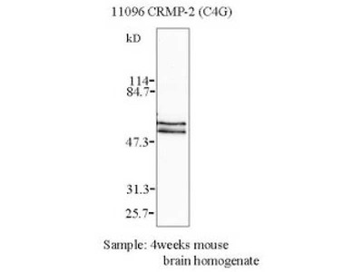#11096 Anti-Human  CRMP-2 (C4G) Mouse IgG MoAb