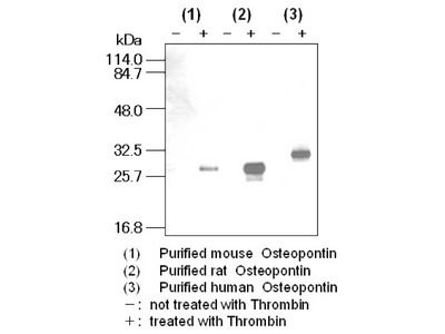 #11108 Anti- Osteopontin N-Half (34E3) Mouse IgG MoAb