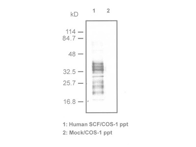 #18114 Anti-Human SCF (K151) Rabbit IgG Affinity Purify