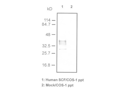 #18115 Anti-Human SCF (K165) Rabbit IgG Affinity Purify