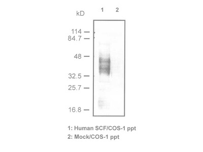 #18116 Anti-Human SCF (K236) Rabbit IgG Affinity Purify