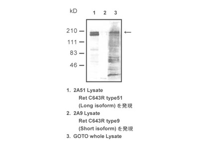 #18128 Anti-Human c-Ret (Long Isoform) Rabbit IgG Affinity Purify