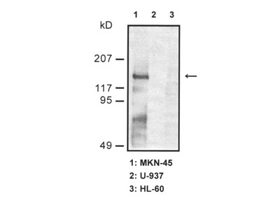 #18321 Anti-Human c-Met β Rabbit IgG Affinity Purify