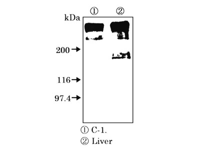 #18341 Anti-Human Fatty Acid Synthase (FAS) Rabbit IgG Affinity Purify